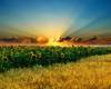 <b>Название: </b>Sunflower Sunset <br>Размеры: 671.8 Кб, 1920x1080