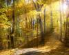 <b>Название: </b>Sunny Autumn Forest <br>Размеры: 597.8 Кб, 1280x720