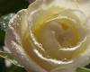 <b>Название: </b>Белая Роза <br>Размеры: 315.6 Кб, 1280x1024