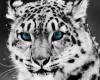 <b>Название: </b>Снежный леопард <br>Размеры: 797.0 Кб, 1920x1080